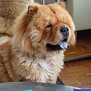 Oslo participe au concours pour gagner de l'argent avec cette photo : animal, chow_chow, companion, cute, decorative_items, dog, fluffy, furniture, golden_fur, household, indoor, mirror, pet, portrait, reflection, relaxed, table, tongue, tongue_out, wooden_floor