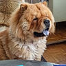 Oslo a rejoint le concours — aidez-le/la à gagner de superbes lots ! animal, chow_chow, closeup, companion, cozy, cute, decor, dog, fluffy, fur, furniture, household, indoor, mirror, pet, portrait, reflection, table, tongue_out, wooden_floor