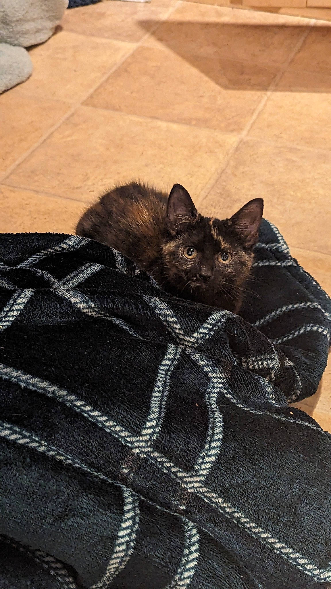 Mimi is registered to the contest to win money with this photo: black_cat, bombay, carnivore, cat, claw, comfort, domestic_short_haired_cat, fawn, felidae, flooring, fur, grey, linens, pattern, small_to_medium_sized_cats, snout, tail, terrestrial_animal, whiskers, wood