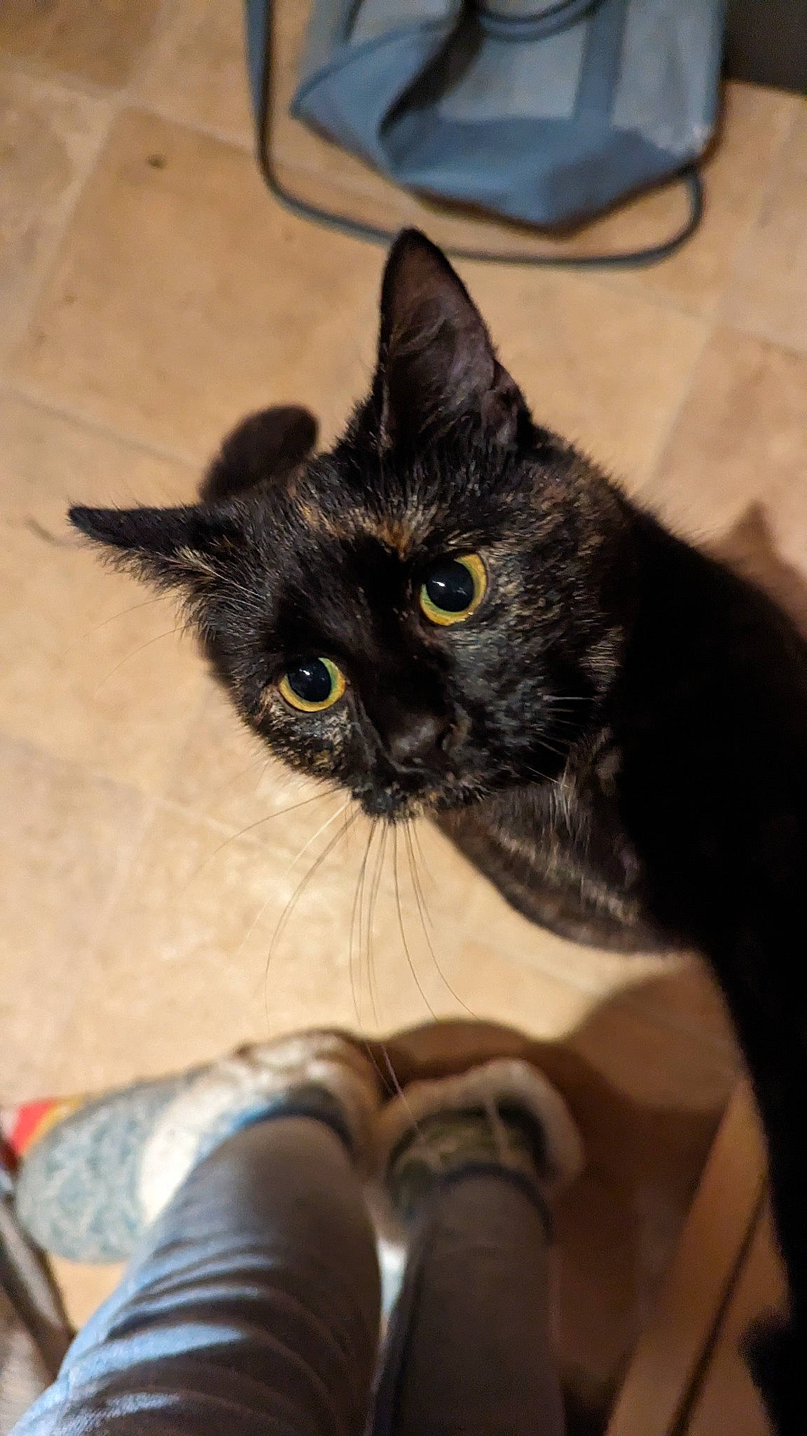 Mimi is registered to the contest to win money with this photo: black_cat, carnivore, cat, chair, claw, comfort, domestic_short_haired_cat, felidae, foot, fur, grey, hardwood, human_leg, paw, sitting, small_to_medium_sized_cats, snout, tail, whiskers, wood