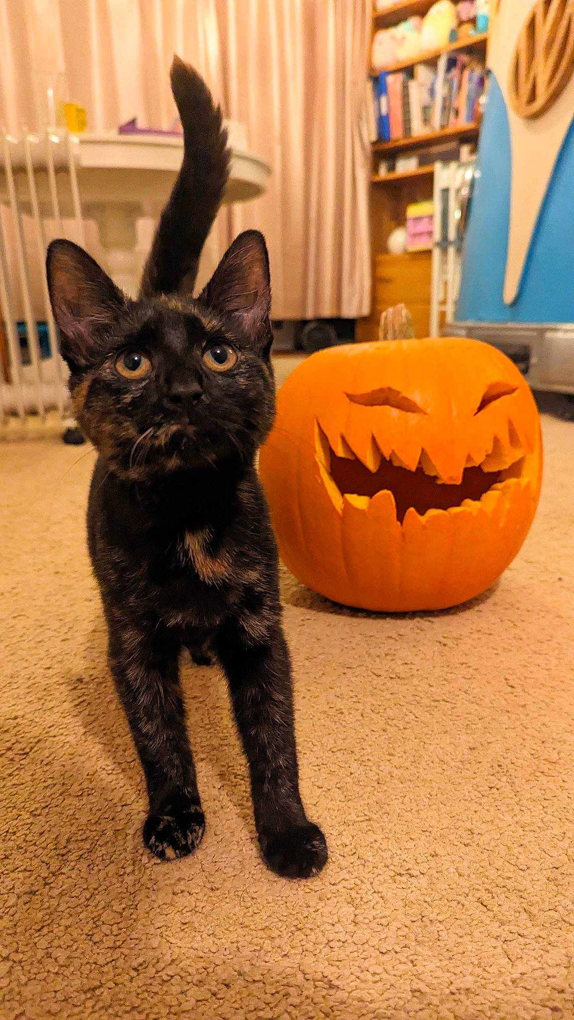 Mimi is registered to the contest to win money with this photo: black_cat, bombay, calabaza, carnivore, cat, cucurbita, dog_breed, domestic_short_haired_cat, felidae, fur, jack_o_lantern, pumpkin, shelf, small_to_medium_sized_cats, snout, squash, tail, vegetable, whiskers, window