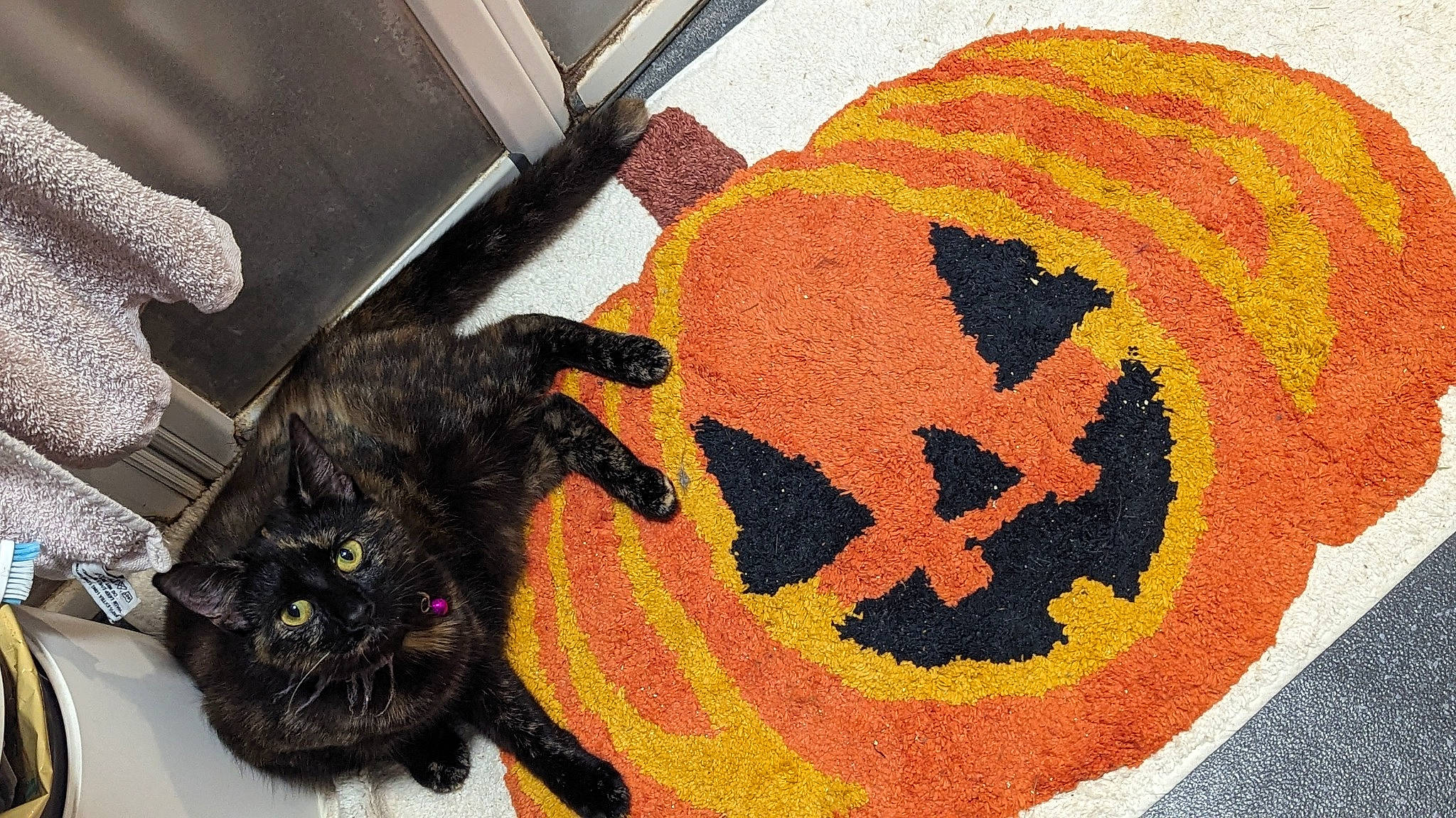 Mimi joined the competition — help win amazing prizes! art, black_cat, bombay, carnivore, cat, circle, claw, domestic_short_haired_cat, felidae, flooring, fur, graphics, pattern, pumpkin, rug, small_to_medium_sized_cats, symbol, tail, visual_arts, whiskers