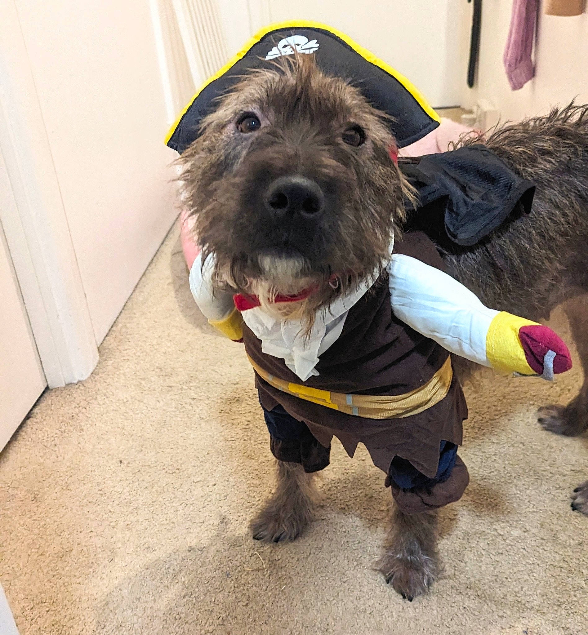 Izzy is registered to the contest to win money with this photo: canidae, carnivore, collar, companion_dog, dog, dog_breed, dog_clothes, dog_collar, dog_supply, fashion_accessory, fur, leash, liver, personal_protective_equipment, pudelpointer, small_terrier, snout, sporting_group, terrier, working_animal