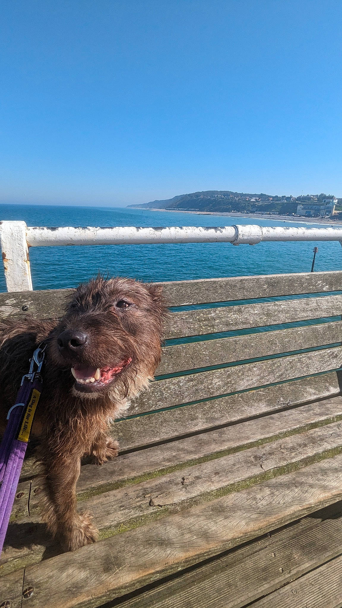 Izzy joined the competition — help win amazing prizes! beach, canidae, carnivore, coast, companion_dog, dog, dog_breed, fence, horizon, lake, ocean, shore, sky, sporting_group, terrier, water, water_dog, wind_wave, wood, working_animal