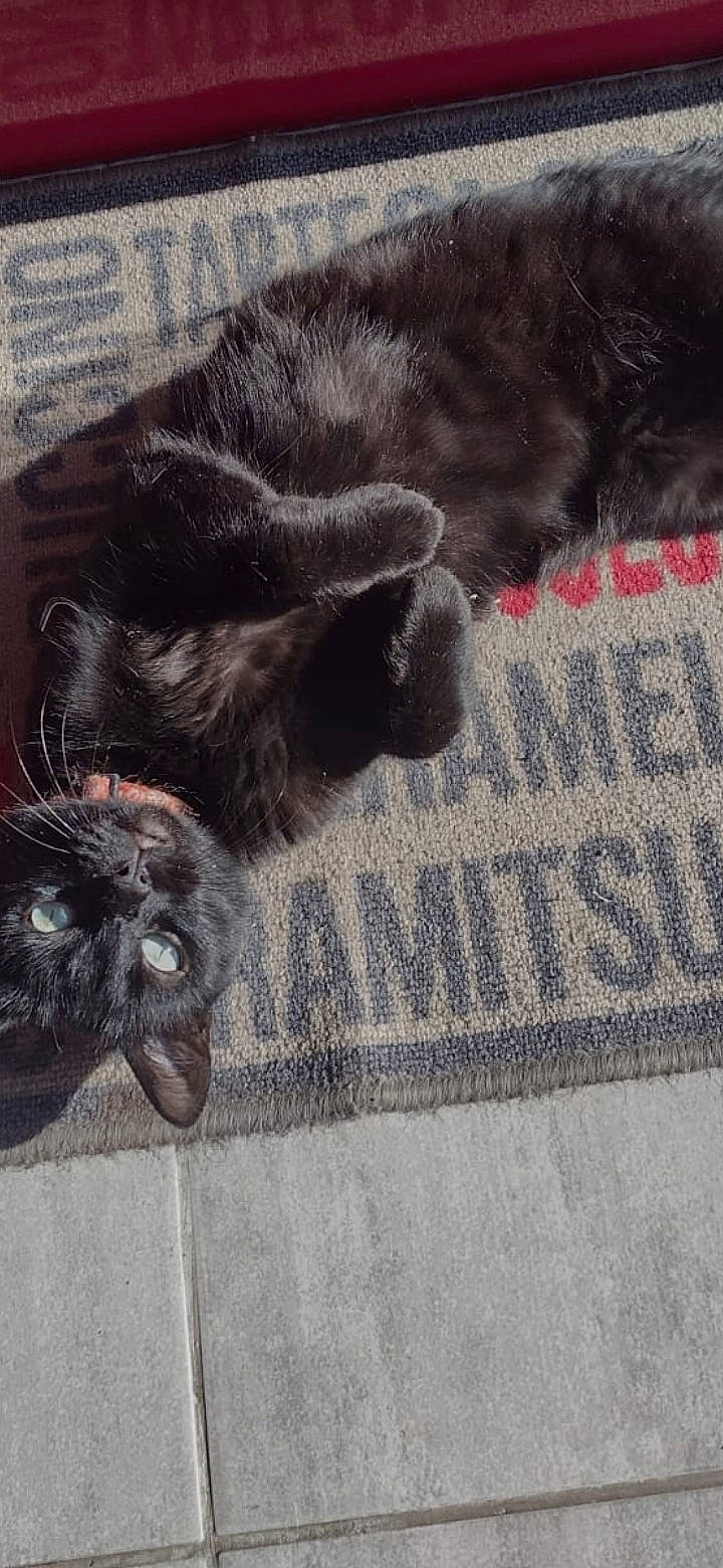 Naya participe au concours pour gagner de l'argent avec cette photo : carnivore, cat, comfort, companion_dog, dog_breed, domestic_short_haired_cat, felidae, floor, flooring, fur, grey, liver, pattern, paw, road_surface, small_to_medium_sized_cats, snout, tail, whiskers, wood