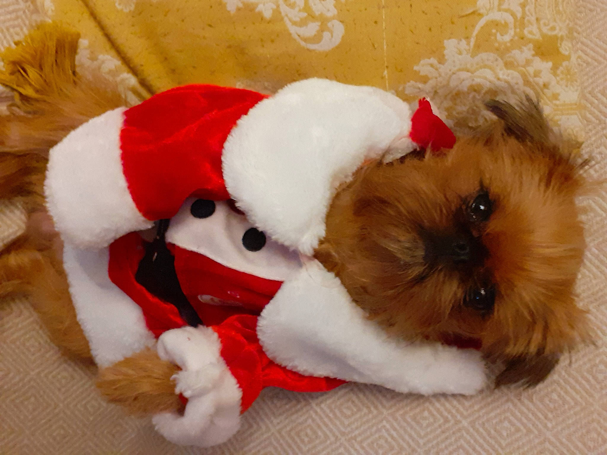 .raymonde a rejoint le concours — aidez-le/la à gagner de superbes lots ! canidae, carnivore, christmas, companion_dog, dog, dog_breed, dog_clothes, dog_supply, event, fawn, fur, liver, santa_claus, shih_tzu, snout, sporting_group, stuffed_toy, toy, toy_dog, working_animal