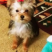 Nita is registered to the contest to win money with this photo: dog, small_dog, bow, toy, carpet, indoor, pet, cute, fluffy, animal, sitting, looking, brown, black, white, fur, ears, face, floor, home