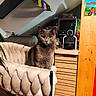 cat, gray_cat, chair, quilted_chair, indoor, houseplant, coffee_machine, wooden_cabinet, prayer_flags, decor, furniture, pet, domestic_cat, cozy, living_space, green_eyes, sitting, feline, home, relaxed