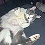 cat, gray, white, lying_down, paws, sleepy, indoor, furniture, chair, table, pet, animal, cute, relaxed, fur, whiskers, pink_paw_pads, domestic_cat, resting, close_up
