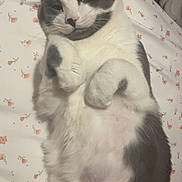 Walter is registered to the contest to win money with this photo: cat, gray_and_white, lying_down, bedspread, floral_pattern, pet, feline, cute, relaxed, indoor, whiskers, paws, fur, sleepy, closeup, animal, domestic, cozy, resting, soft