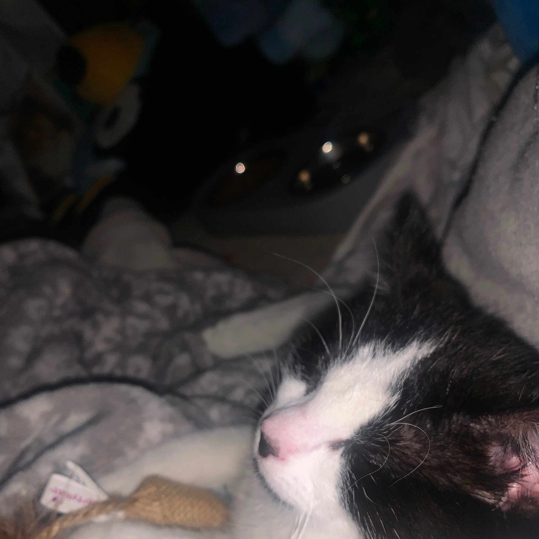 Stitch is registered to the contest to win money with this photo: animal, black_and_white, blanket, cat, close_up, cozy, cute, domestic, ear, feeding_bowl, fur, indoor, nose, pet, relaxed, resting, sleeping, soft, toy, whiskers