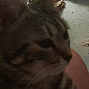 Feline participe au concours pour gagner de l'argent avec cette photo : cat, tabby_cat, feline, pet, close_up, blurred, out_of_focus, indoor, floor, rug, whiskers, head, face, ear, nose, eye, paw, human_leg, dim_lighting, concrete_floor