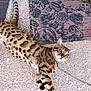 bengal_cat, cat, pet, animal, feline, spotted_coat, green_eyes, floor, mat, floral_pattern, texture, outdoor, relaxed, lying_down, looking_up, whiskers, tail, ears, collar, domestic_animal