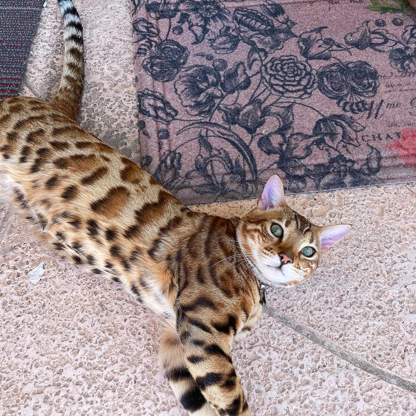Leo is registered to the contest to win money with this photo: animal, bengal_cat, cat, collar, domestic_animal, ears, feline, floor, floral_pattern, green_eyes, looking_up, lying_down, mat, outdoor, pet, relaxed, spotted_coat, tail, texture, whiskers
