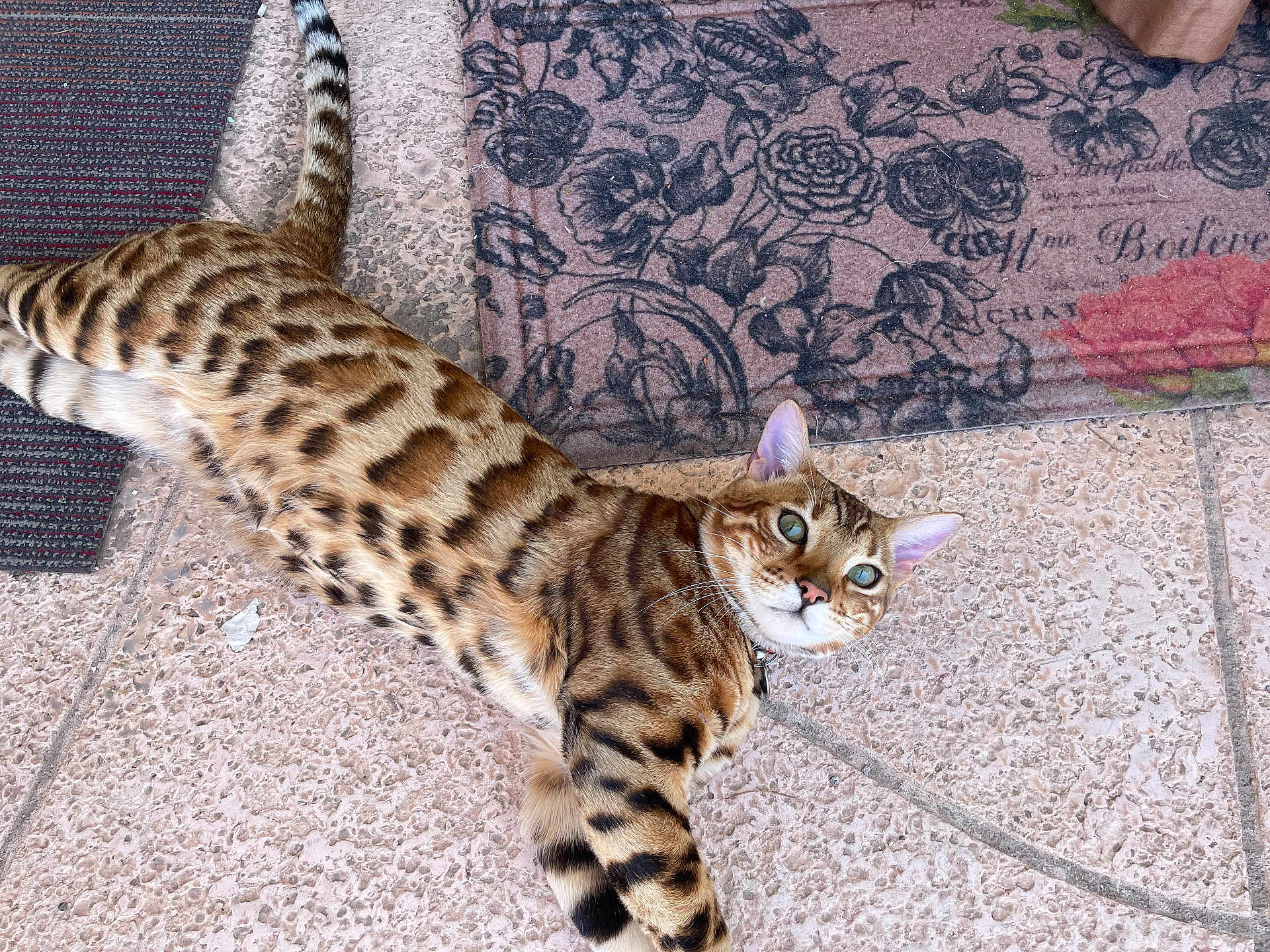Leo is registered to the contest to win money with this photo: bengal_cat, cat, pet, animal, feline, spotted_coat, green_eyes, floor, mat, floral_pattern, texture, outdoor, relaxed, lying_down, looking_up, whiskers, tail, ears, collar, domestic_animal