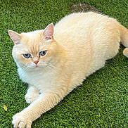 Picasso participe au concours pour gagner de l'argent avec cette photo : abyssinian, accessories, angora, animal, backyard, cat, field, grass, grassland, green, kitten, lawn, manx, nature, outdoors, pet, plant, siamese, strap, yard