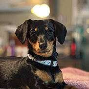 Molly is registered to the contest to win money with this photo: animal, bed, black_and_tan, canine, collar, cozy, cute, dog, domestic_animal, ears, eyes, fur, household, indoor, looking_at_camera, lying_down, muzzle, pet, portrait, resting