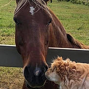 Hope joined the competition — help win amazing prizes! animal, closeup, curly_hair, dog, farm, fence, field, friendship, grass, greenery, greeting, horse, interaction, leash, mountains, muzzle, nature, outdoor, pet, sky