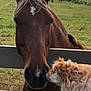 animal, closeup, curly_hair, dog, farm, fence, field, friendship, grass, greenery, greeting, horse, interaction, leash, mountains, muzzle, nature, outdoor, pet, sky