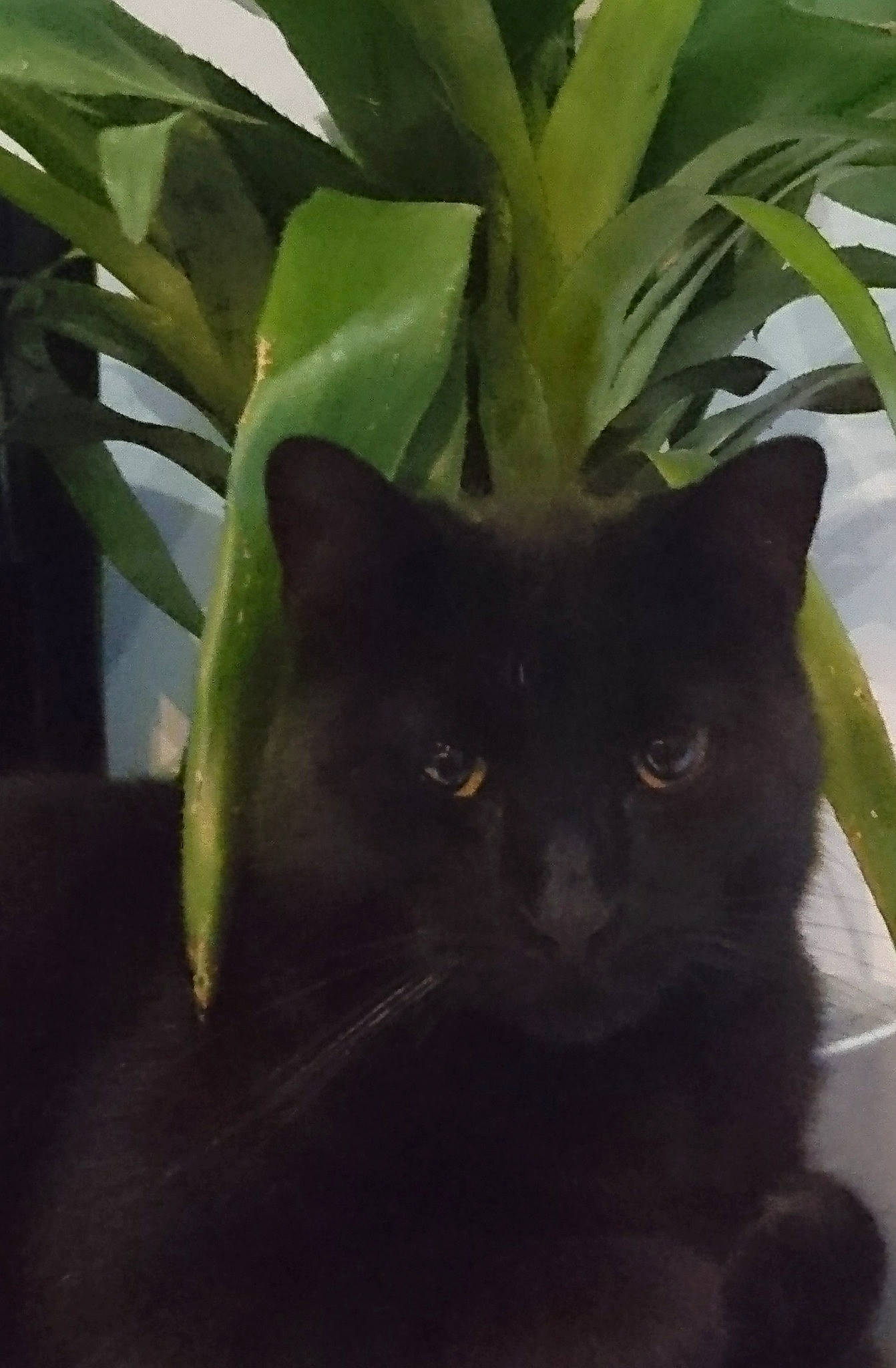 Makao a rejoint le concours — aidez-le/la à gagner de superbes lots ! black_cat, burmese, carnivore, cat, domestic_short_haired_cat, felidae, flower, houseplant, korat, leaf, plant, small_to_medium_sized_cats, whiskers