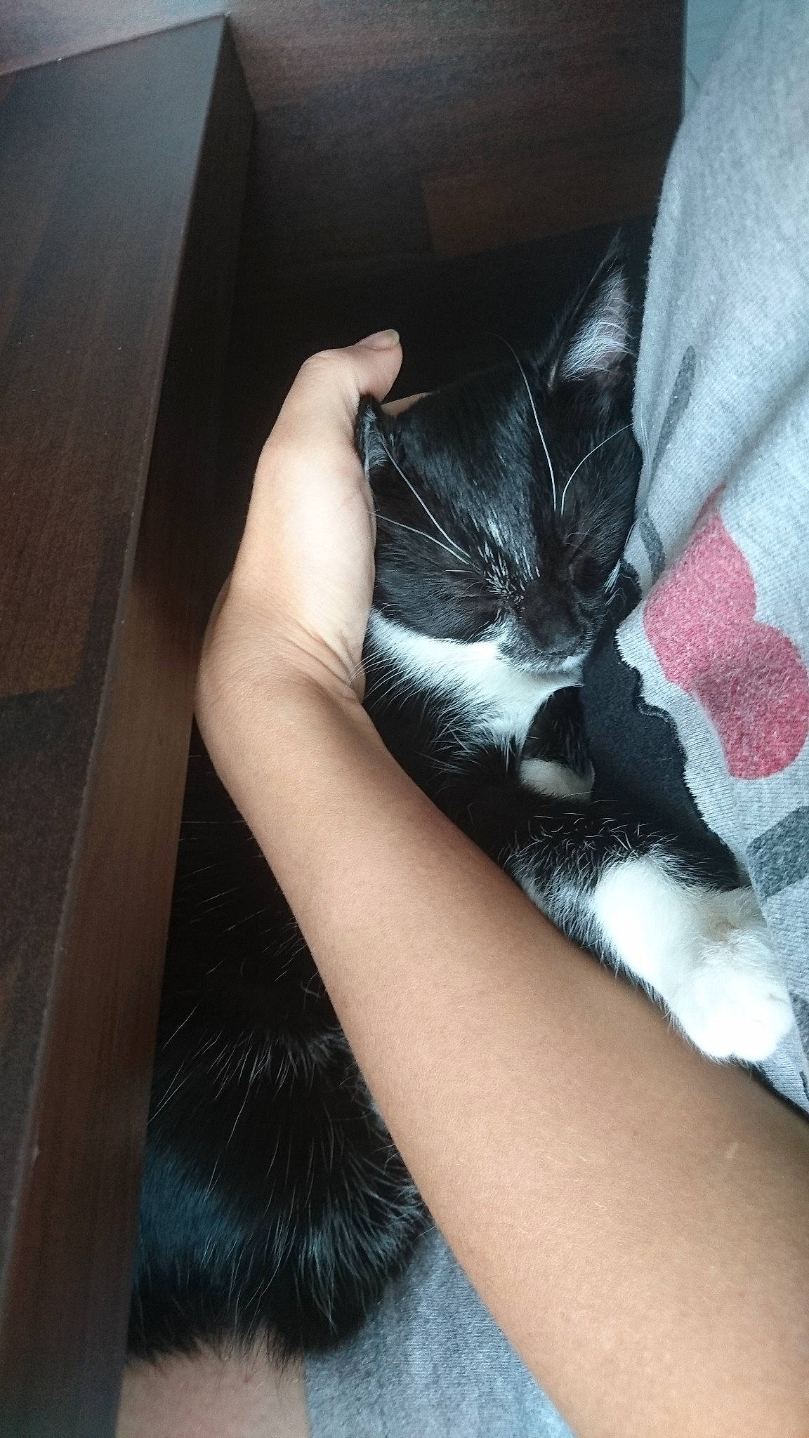 Peach participe au concours pour gagner de l'argent avec cette photo : black_cat, carnivore, cat, claw, domestic_short_haired_cat, ear, felidae, finger, fur, hand, human_leg, kitten, leg, long_hair, norwegian_forest_cat, polydactyl_cat, skin, small_to_medium_sized_cats, tail, whiskers