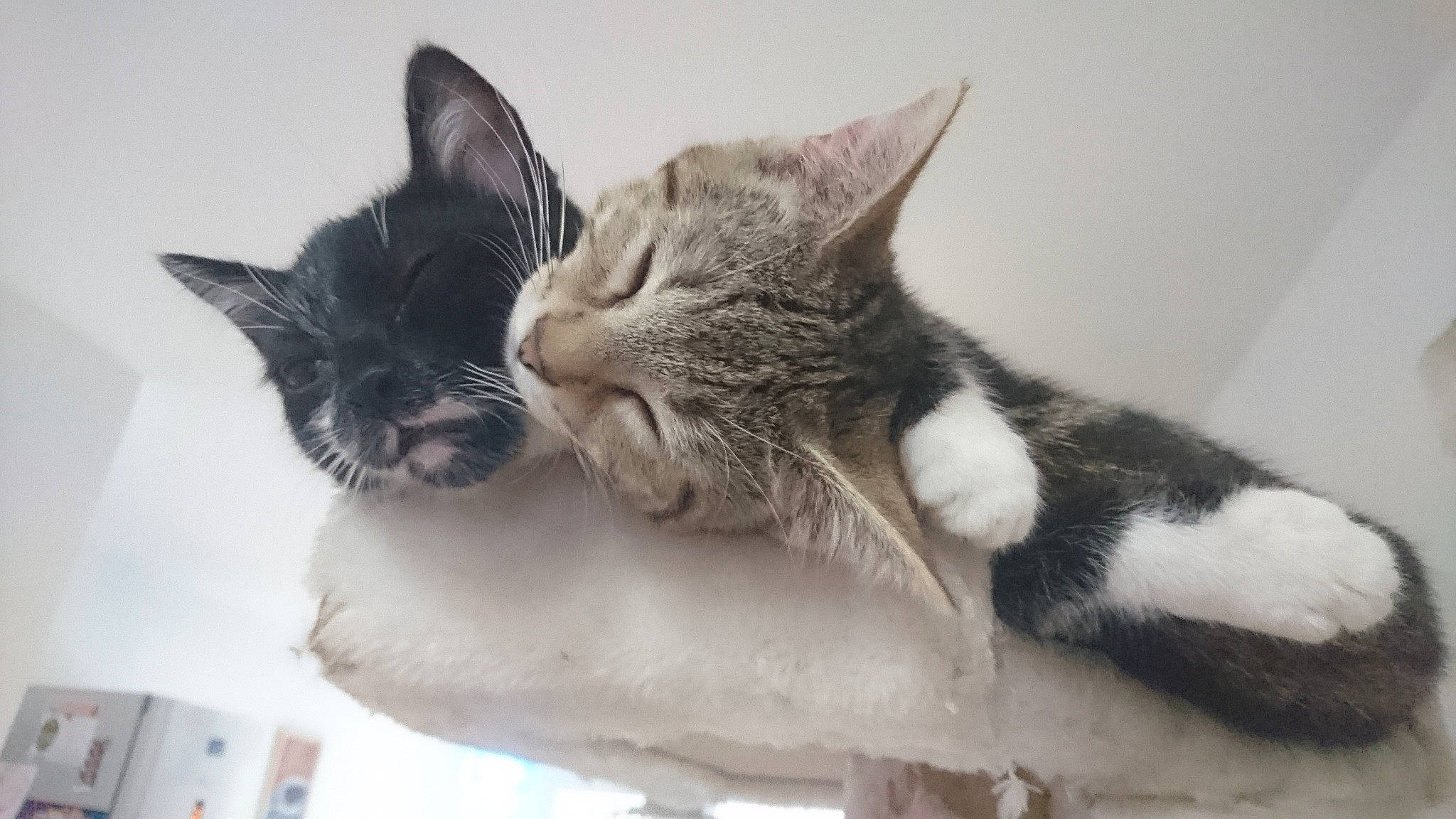 Peach a rejoint le concours — aidez-le/la à gagner de superbes lots ! aegean_cat, asian, carnivore, cat, domestic_short_haired_cat, dragon_li, ear, european_shorthair, felidae, german_rex, kitten, mammal, nap, ojos_azules, paw, polydactyl_cat, small_to_medium_sized_cats, snout, tail, whiskers