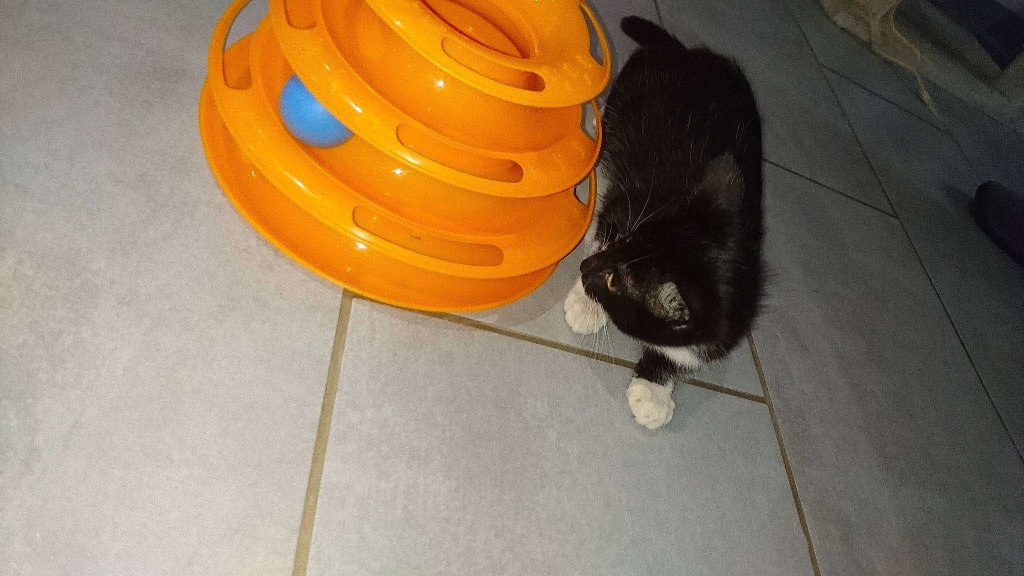 Peach participe au concours pour gagner de l'argent avec cette photo : black_cat, carnivore, cat, felidae, floor, small_to_medium_sized_cats, tail, yellow
