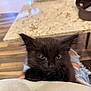 Coco Chanel is registered to the contest to win money with this photo: kitten, black_cat, pet, indoor, furry, cute, animal, small, clinging, person, floor, table, stone, wooden_floor, domestic, young, whiskers, ears, eyes, fur