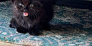 Coco Chanel is registered to the contest to win money with this photo: kitten, black_fur, cat, pet, animal, indoor, rug, floor, furniture, meowing, cute, small, fluffy, young, playful, whiskers, ears, eyes, mouth_open, shadow