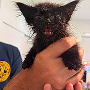 Coco Chanel is registered to the contest to win money with this photo: kitten, black_cat, pet, animal, furry, indoor, hand, person, cute, surprised, wild_fur, ears, mouth_open, holding, young, small, domestic_animal, closeup, face, expression