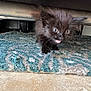 Coco Chanel is registered to the contest to win money with this photo: kitten, black_cat, fur, pet, animal, indoor, carpet, floor, curious, wide_eyes, open_mouth, small, cute, feline, whiskers, young, domestic_cat, under_furniture, texture, blue_rug