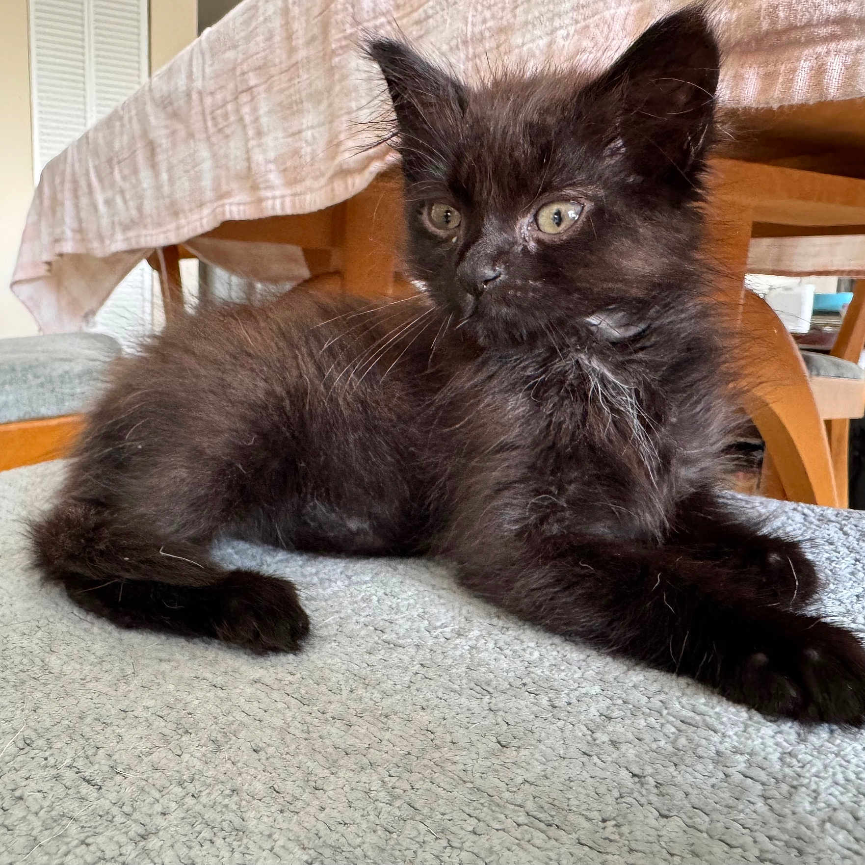 Coco Chanel joined the competition — help win amazing prizes! animal, black_cat, carpet, chair, curious, cute, domestic_cat, ears, eyes, fluffy, furniture, indoor, kitten, pet, relaxed, resting, soft, table, whiskers, young_cat