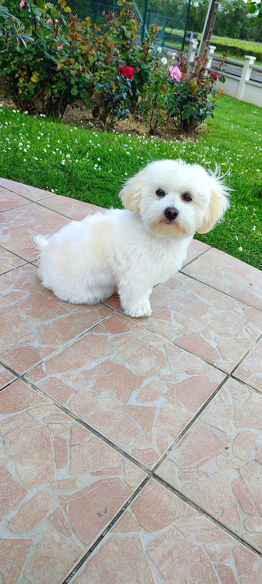 Upsie