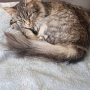 Mouki a rejoint le concours — aidez-le/la à gagner de superbes lots ! cat, tabby, fluffy, feline, pet, resting, blanket, couch, pillow, indoor, sleepy, fur, tail, whiskers, animal, cozy, relaxed, green_eyes, domestic_cat, cute