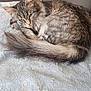 cat, tabby, fluffy, feline, pet, resting, blanket, couch, pillow, indoor, sleepy, fur, tail, whiskers, animal, cozy, relaxed, green_eyes, domestic_cat, cute