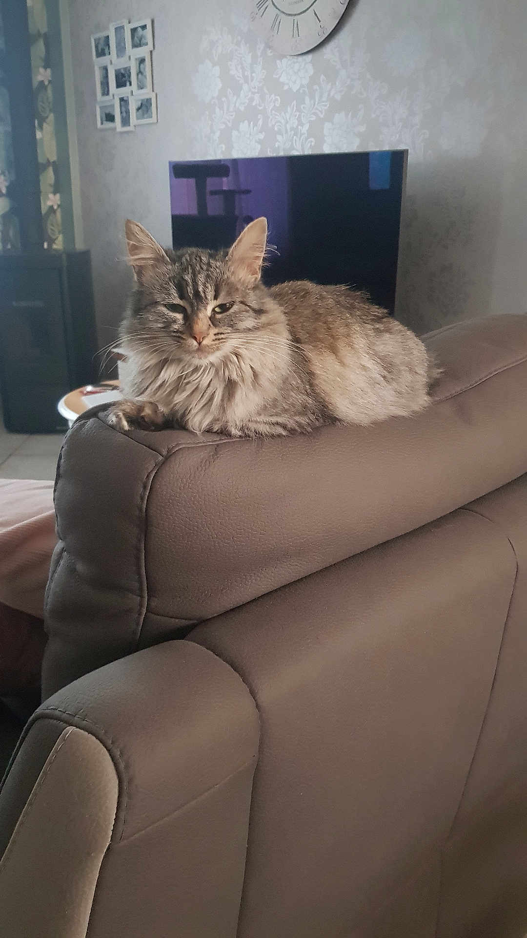 Mouki a rejoint le concours — aidez-le/la à gagner de superbes lots ! cat, tabby_cat, feline, pet, indoor, leather_chair, furniture, wallpaper, clock, decor, sleepy, fluffy, resting, domestic, animal, cute, cozy, living_room, relaxing, calm