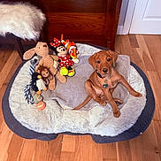 Luna Lee is registered to the contest to win money with this photo: puppy, dog, pet_bed, plush_toys, stuffed_animals, minnie_mouse, clownfish_toy, wooden_floor, wooden_furniture, cozy, indoor, cute, sitting, collar, toy_rope, toy_ball, brown_dog, floor, playful, domestic_animal