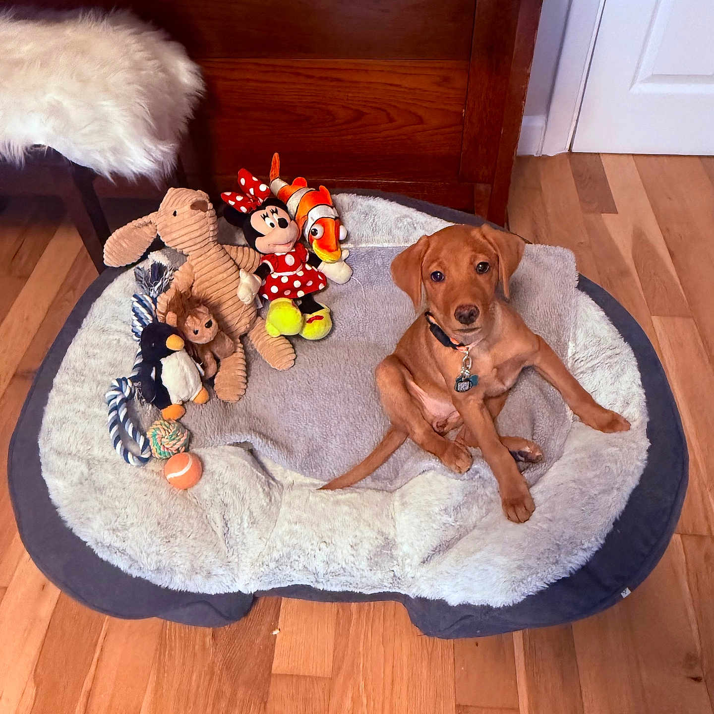 Luna Lee is registered to the contest to win money with this photo: brown_dog, clownfish_toy, collar, cozy, cute, dog, domestic_animal, floor, indoor, minnie_mouse, pet_bed, playful, plush_toys, puppy, sitting, stuffed_animals, toy_ball, toy_rope, wooden_floor, wooden_furniture