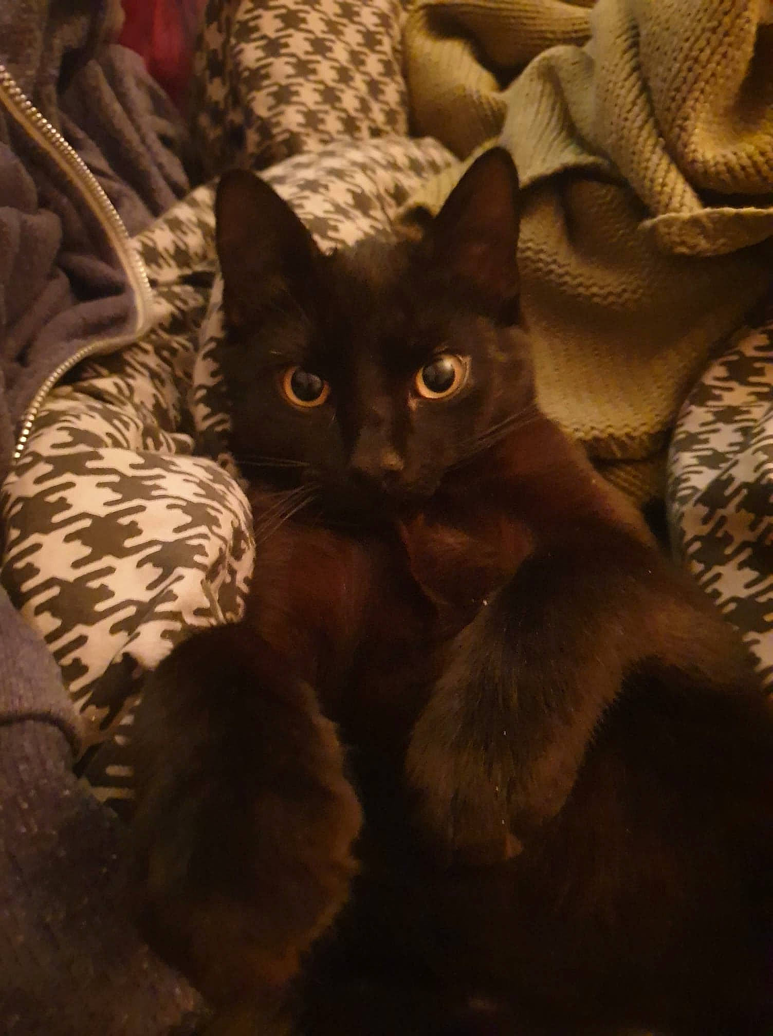 Karl participe au concours pour gagner de l'argent avec cette photo : asian, black_cat, burmese, california_spangled, carnivore, cat, domestic_short_haired_cat, egyptian_mau, european_shorthair, fawn, felidae, fur, german_rex, kitten, mammal, ocicat, small_to_medium_sized_cats, whiskers