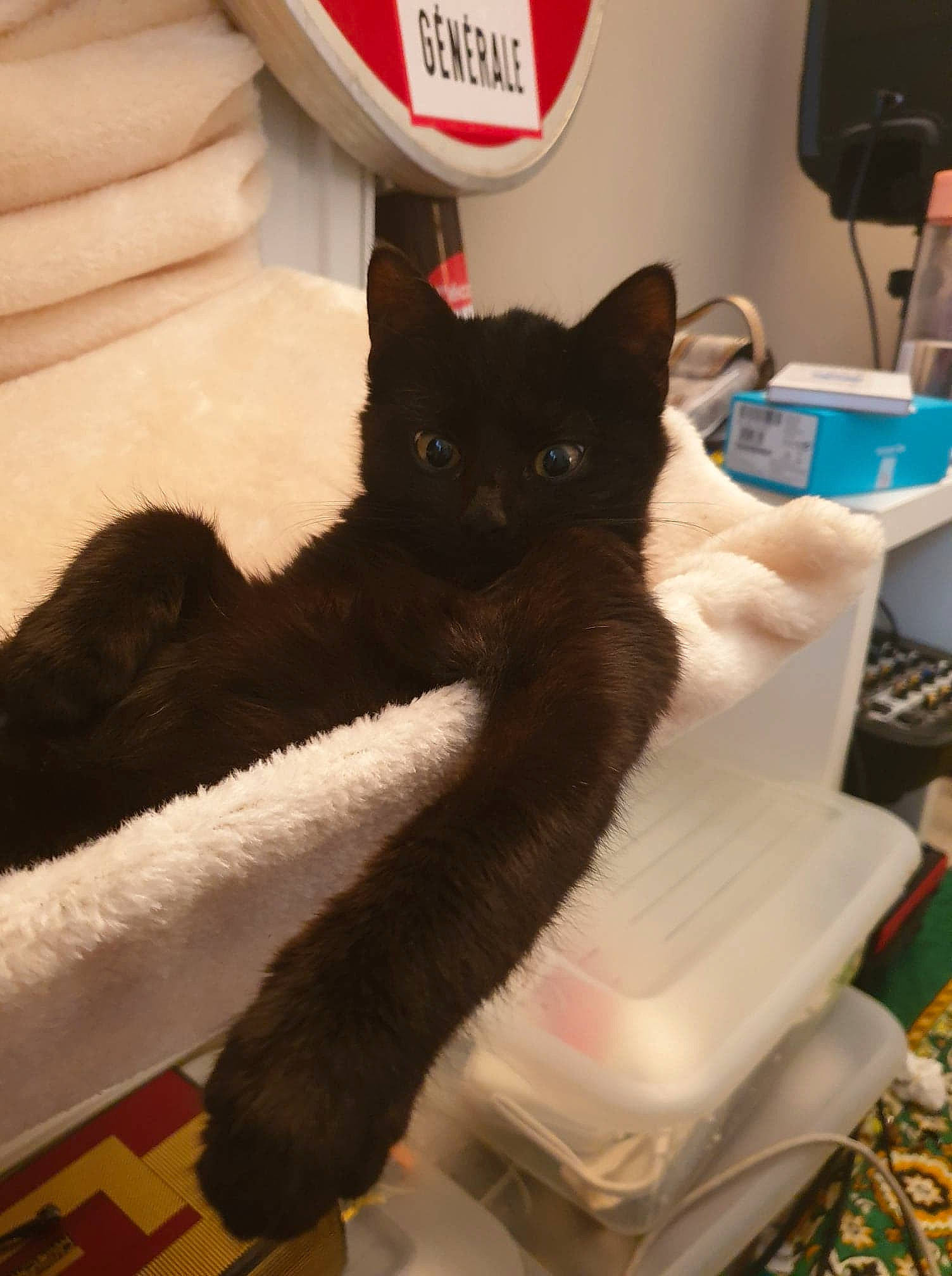 Karl a rejoint le concours — aidez-le/la à gagner de superbes lots ! asian, black_cat, carnivore, cat, domestic_short_haired_cat, felidae, mammal, small_to_medium_sized_cats, tail, whiskers