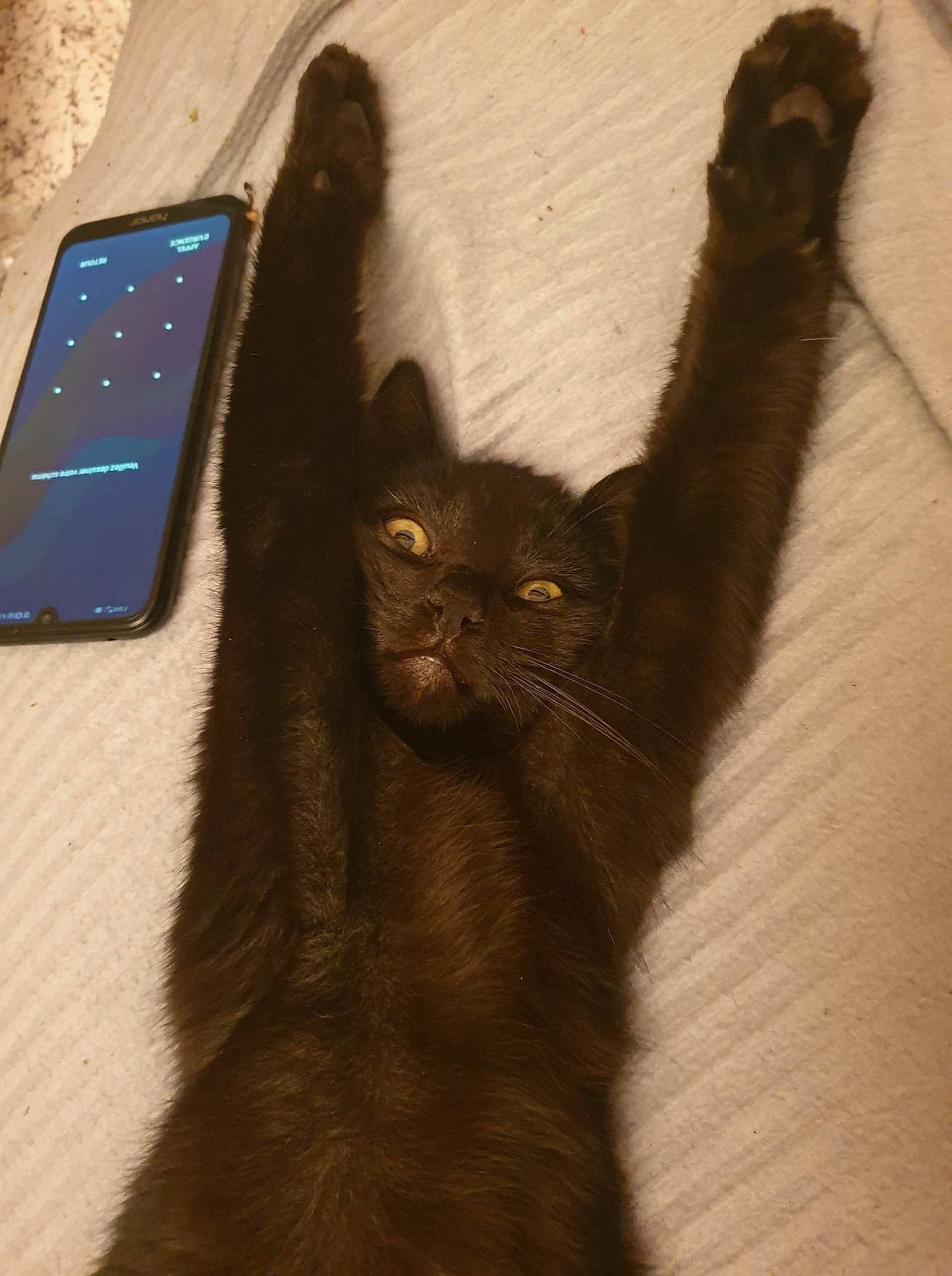 Karl participe au concours pour gagner de l'argent avec cette photo : asian, black_cat, bombay, burmese, carnivore, cat, felidae, fur, gesture, havana_brown, kitten, korat, small_to_medium_sized_cats, tail, whiskers