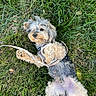 dog, small_dog, pet, grass, outdoors, lying_down, belly_up, portrait, harness, leash, fluffy, scruffy, gray_fur, cream_fur, brown_fur, cute, looking_at_camera, lawn, animal, relaxed