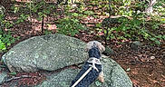 Suya is registered to the contest to win money with this photo: dog, small_dog, outdoors, forest, woodland, hiking, boulder, rocks, leash, harness, nature, trees, greenery, leaves, lichens, trail, adventure, sunlight, animal, landscape