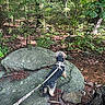dog, small_dog, outdoors, forest, woodland, hiking, boulder, rocks, leash, harness, nature, trees, greenery, leaves, lichens, trail, adventure, sunlight, animal, landscape