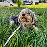 Suya is registered to the contest to win money with this photo: dog, pet, grass, outdoor, suburban, parked_cars, houses, residential, leash, harness, fur, scruffy, small_dog, portrait, smiling, teeth, sunlight, greenery, lawn, animal