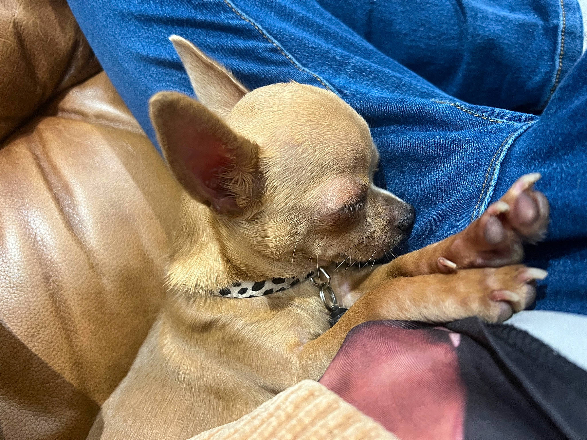 Cookie joined the competition — help win amazing prizes! canidae, carnivore, chihuahua, comfort, companion_dog, dog, dog_breed, ear, fawn, fur, mammal, nap, paw, snout, sporting_group, toy_dog, vertebrate, whiskers, working_animal, wrinkle