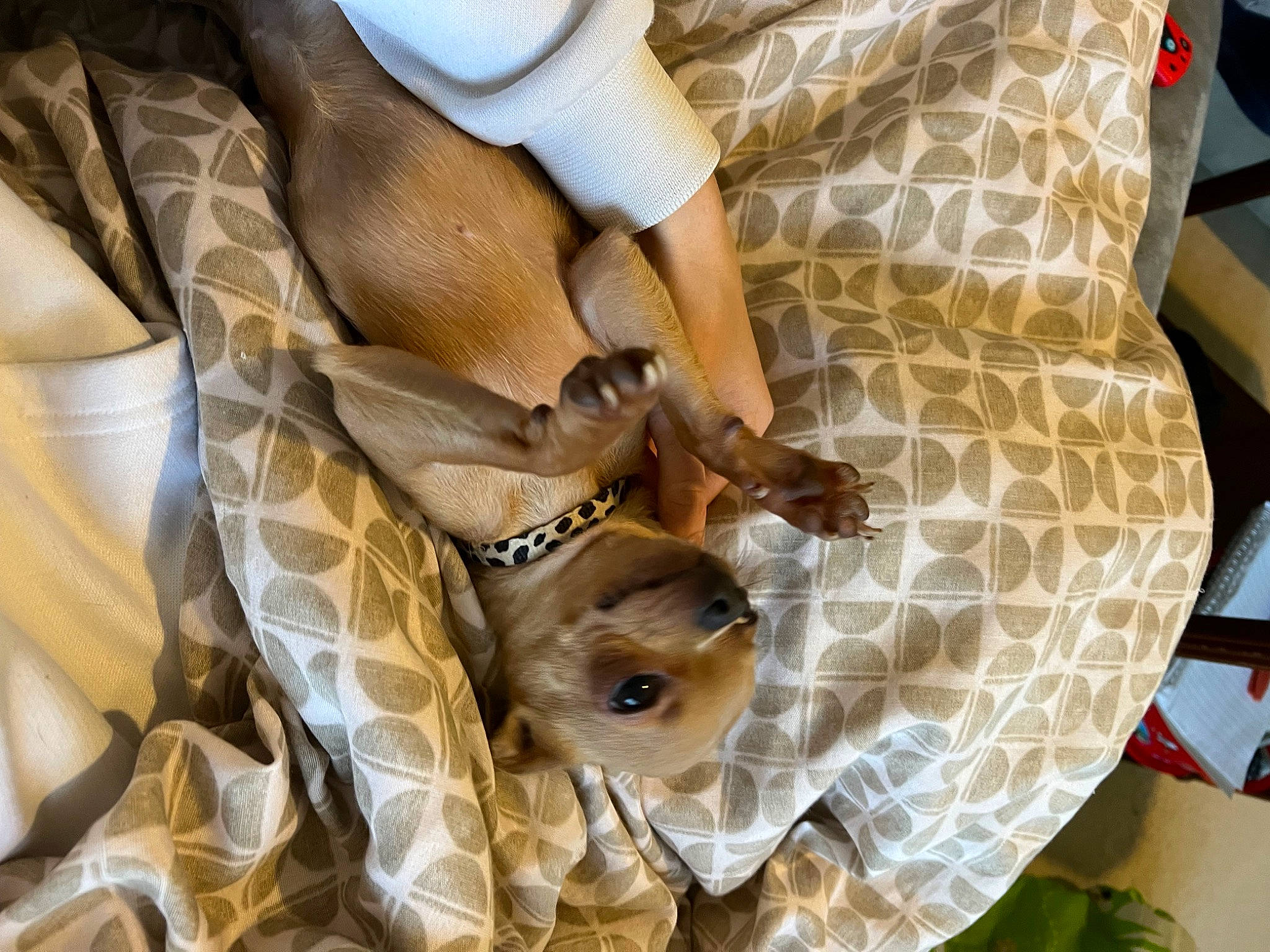 Cookie joined the competition — help win amazing prizes! baby_products, boa, boa_constrictor, ceiling, comfort, fashion_accessory, fawn, flooring, fur, hat, human_leg, linens, pattern, python, reptile, room, serpent, snake, terrestrial_animal, wood