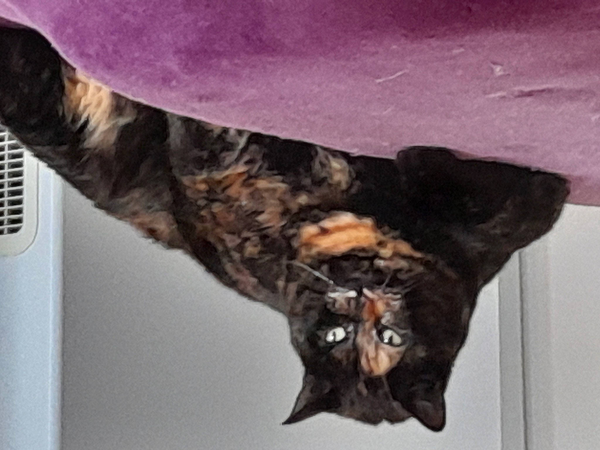 Simba participe au concours pour gagner de l'argent avec cette photo : bat, beak, big_brown_bat, bird, bird_of_prey, eastern_screech_owl, falconiformes, feather, felidae, fur, human_body, insect, megachilidae, military_camouflage, mouse_eared_bat, tail, terrestrial_animal, wildlife, wing, wood