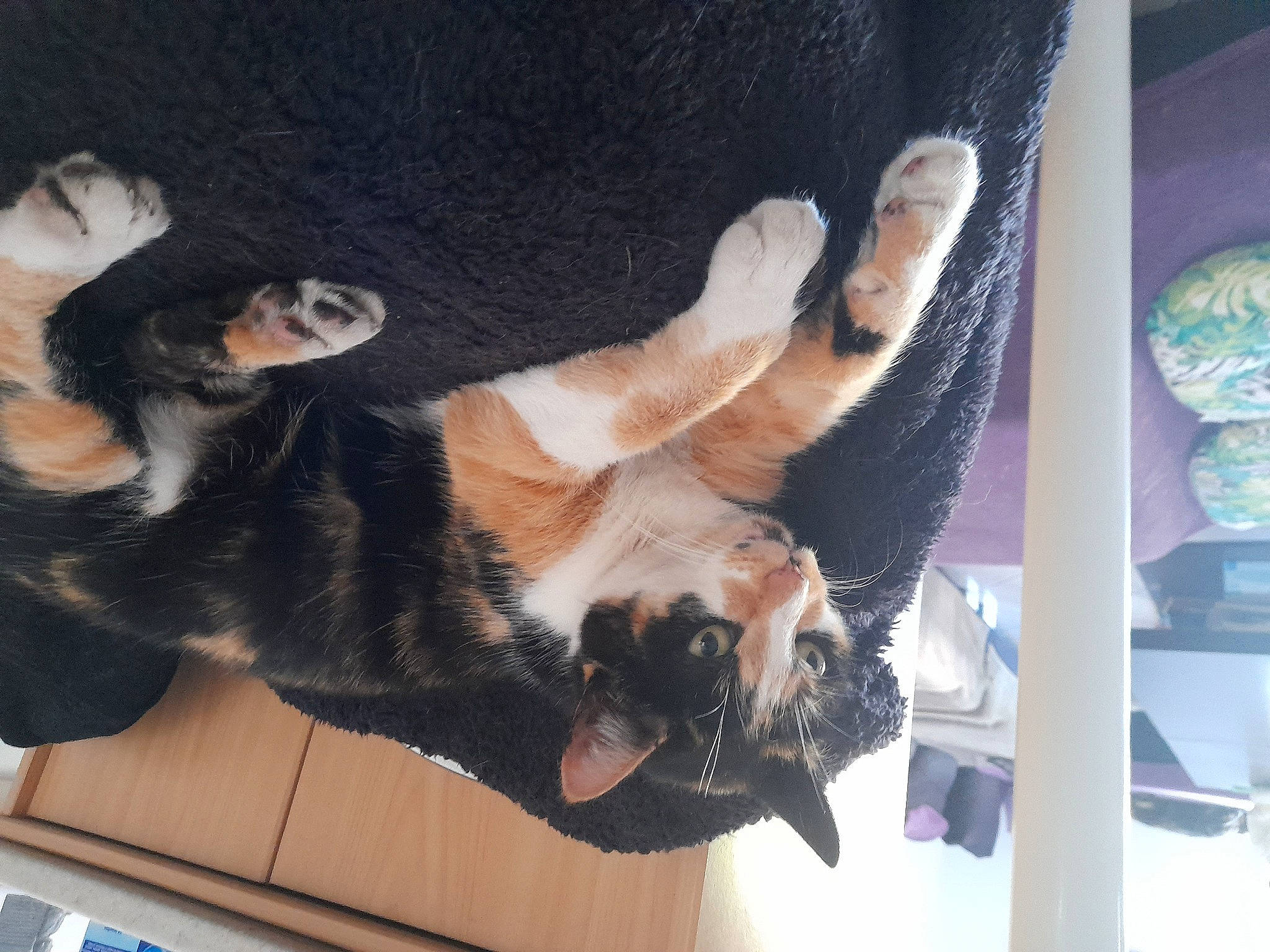 Nala participe au concours pour gagner de l'argent avec cette photo : canidae, carnivore, claw, comfort, companion_dog, dog_breed, fawn, felidae, foot, fur, gesture, human_leg, mammal, paw, small_to_medium_sized_cats, snout, sporting_group, tail, toe, whiskers