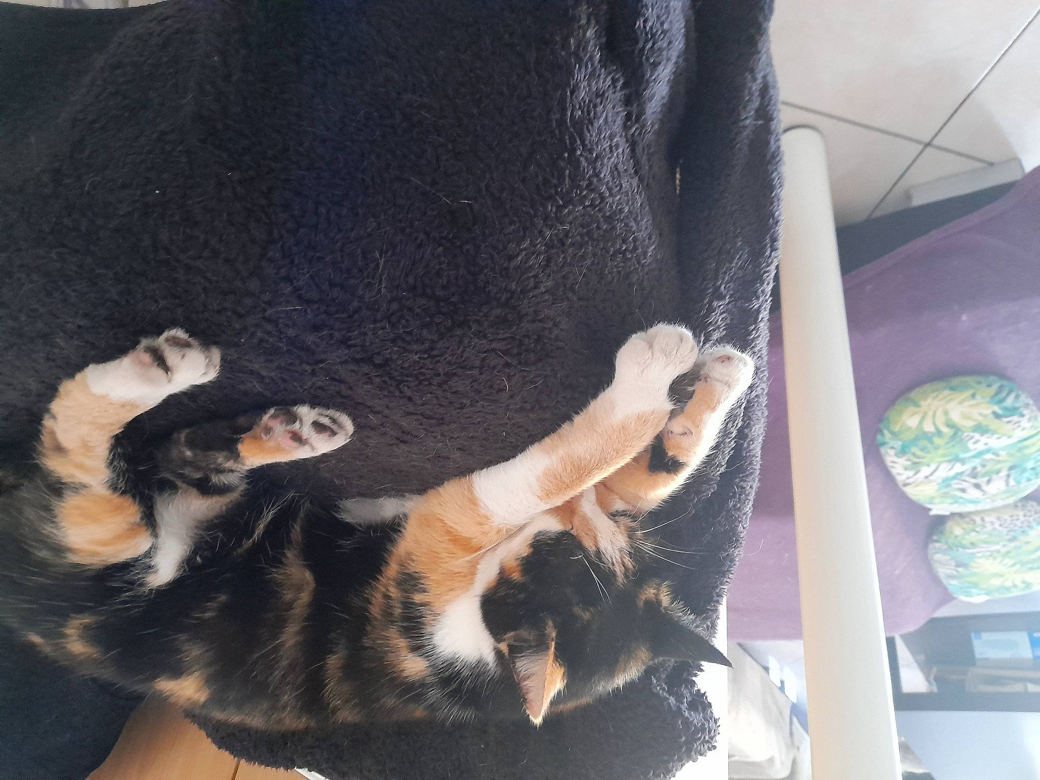 Nala participe au concours pour gagner de l'argent avec cette photo : carnivore, cat, comfort, companion_dog, dog_breed, domestic_short_haired_cat, ear, fawn, felidae, foot, fur, gesture, human_leg, paw, small_to_medium_sized_cats, snout, sporting_group, tail, tree, whiskers